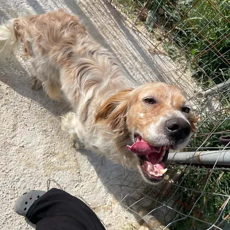 Rock House Ambelokipoi (Zakynthos)